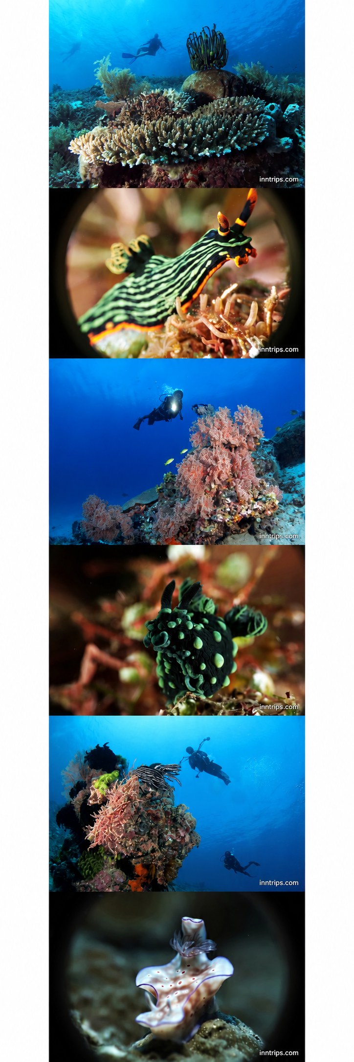 Amed coral reef, divers and marine life