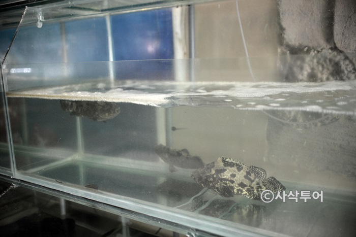 Seafood display tanks