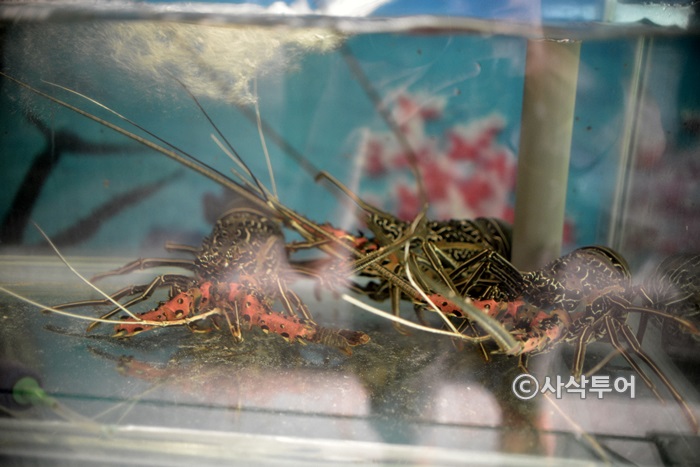 Seafood in the restaurant tanks