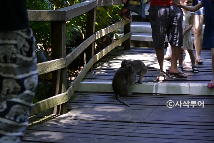 Sacred Monkey Forest Sanctuary — views and visitor photographs 12