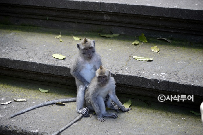 Sacred Monkey Forest Sanctuary — views and visitor photographs 13