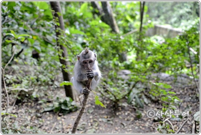 Sacred Monkey Forest Sanctuary — views and visitor photographs 14