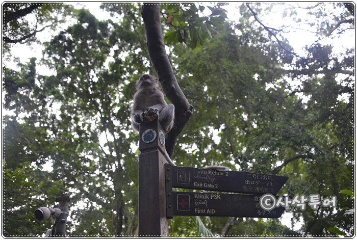 Sacred Monkey Forest Sanctuary — views and visitor photographs 15