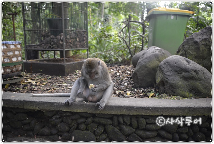 Sacred Monkey Forest Sanctuary — views and visitor photographs 16