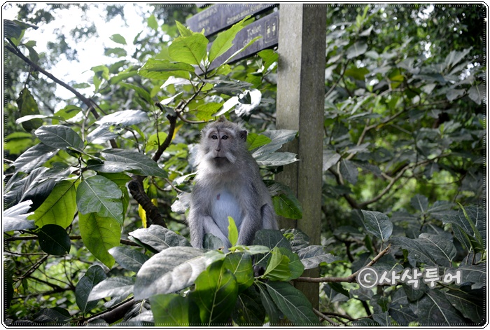 Sacred Monkey Forest Sanctuary — views and visitor photographs 17