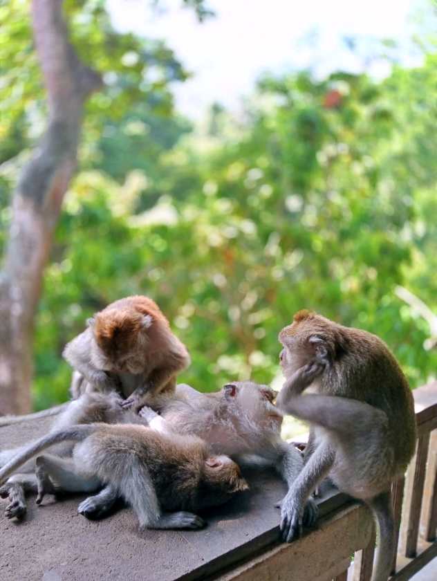 Sacred Monkey Forest Sanctuary — views and visitor photographs 31