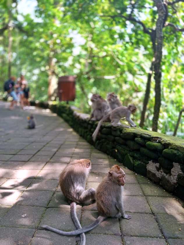 Sacred Monkey Forest Sanctuary — views and visitor photographs 32