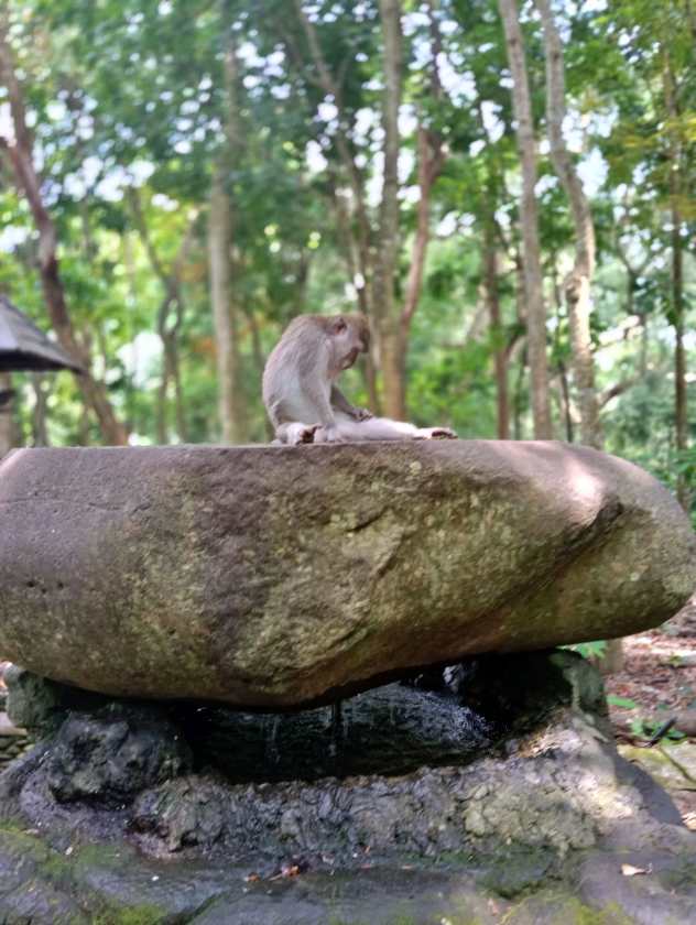 Sacred Monkey Forest Sanctuary — views and visitor photographs 35