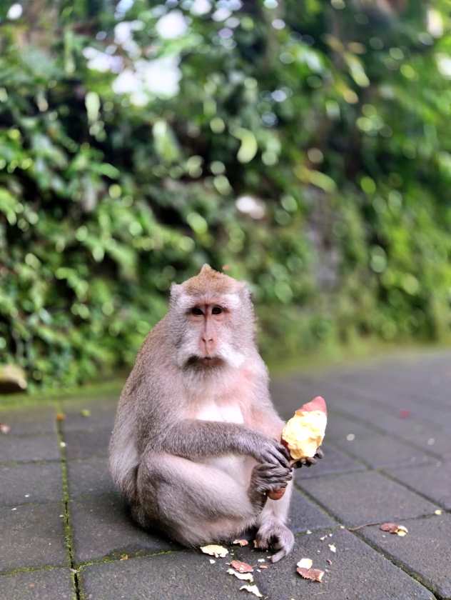 Sacred Monkey Forest Sanctuary — views and visitor photographs 40