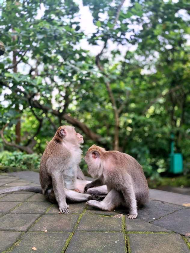 Sacred Monkey Forest Sanctuary — views and visitor photographs 41