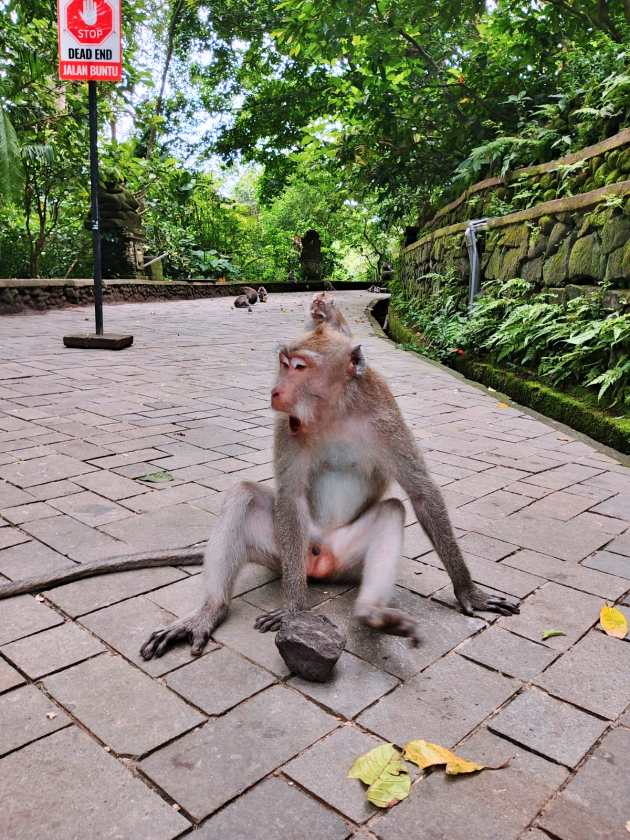 Sacred Monkey Forest Sanctuary — views and visitor photographs 55