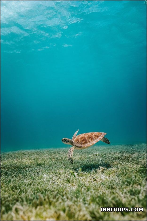 Guided snorkeling and marine life · Gili cruise photo 16