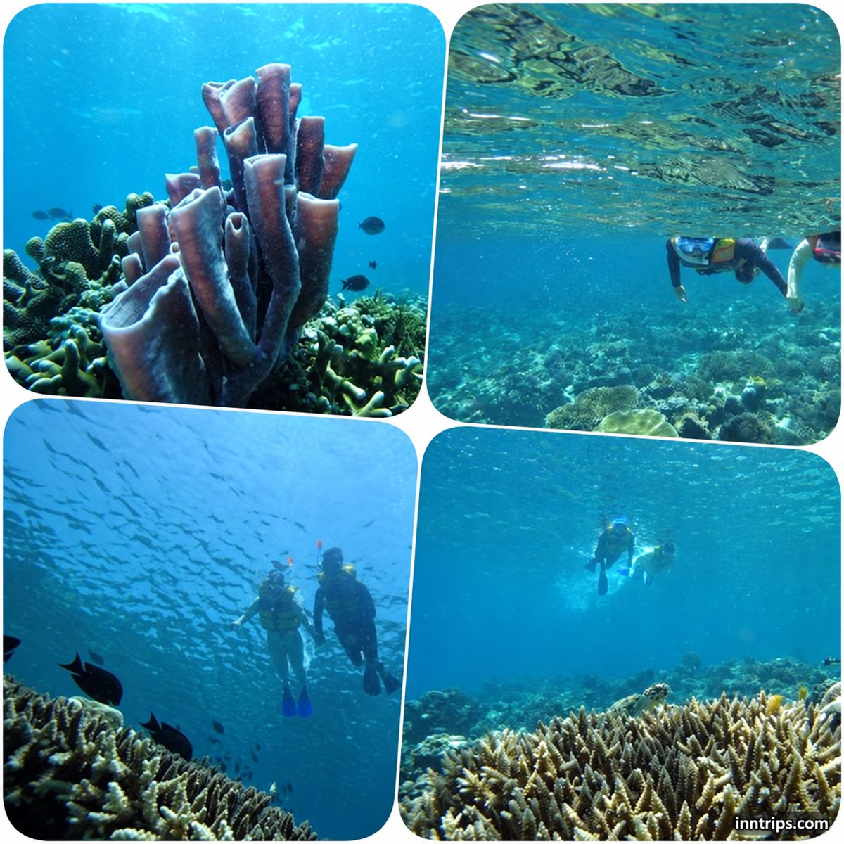 Coral, fish and snorkelers at Gili Indah