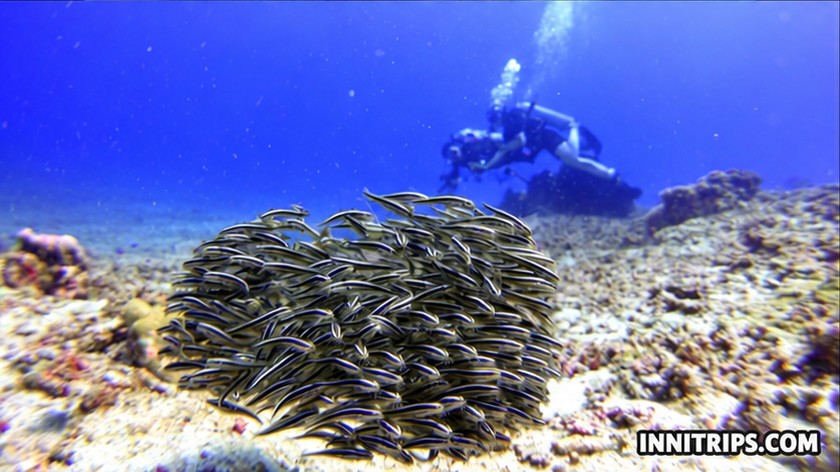 Gili introductory scuba diving — photo 19