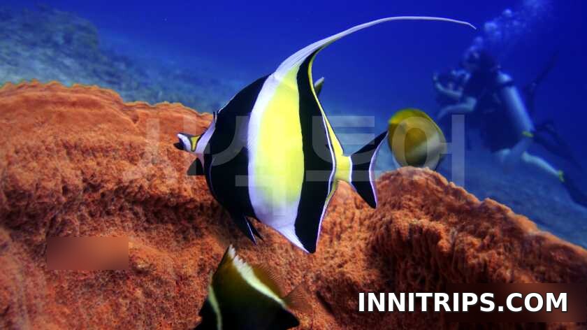 Gili introductory scuba diving — photo 20