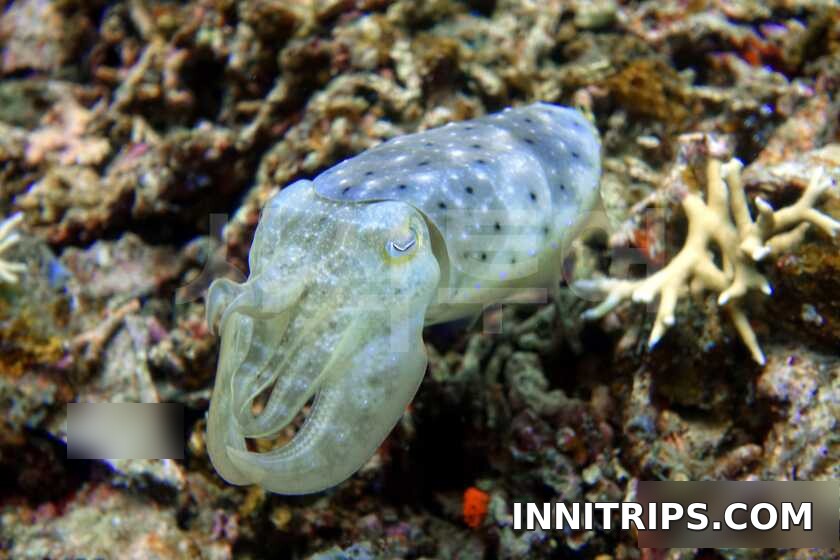 Gili introductory scuba diving — photo 24