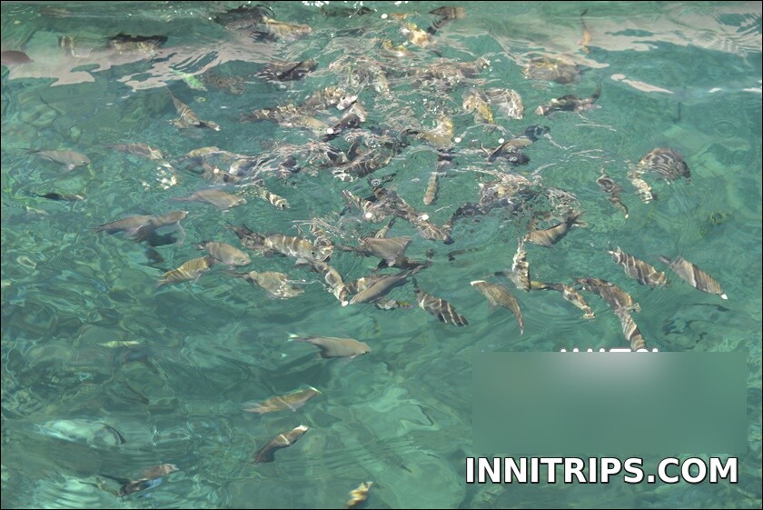 Gili Bidara · Tropical fish and snorkeling · photo 24