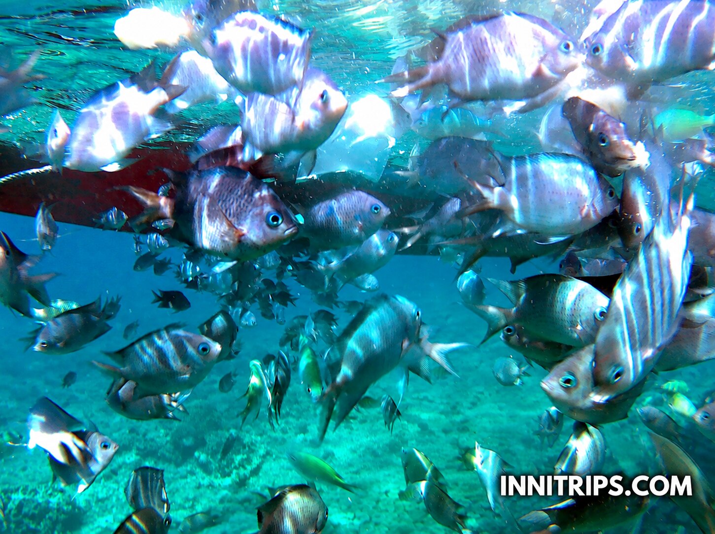 Gili Bidara · Tropical fish and snorkeling · photo 29