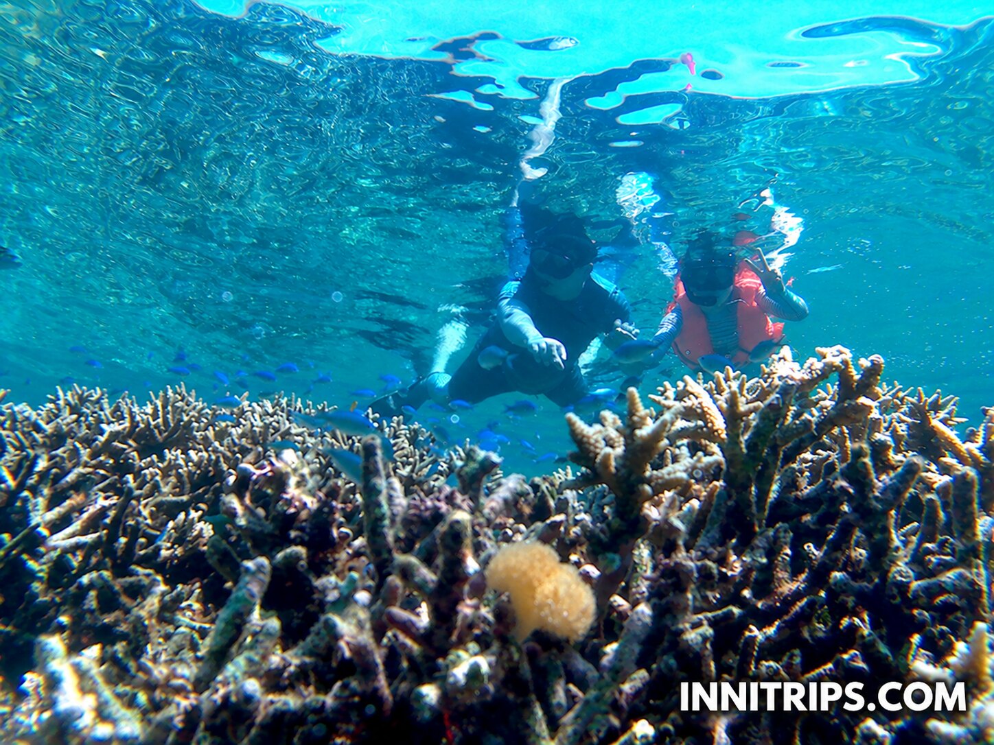 Gili Bidara · Tropical fish and snorkeling · photo 30
