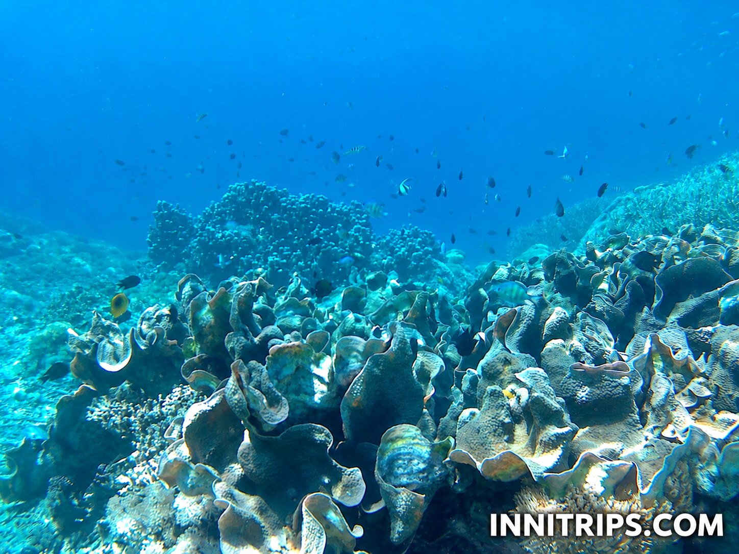 Gili Bidara · Tropical fish and snorkeling · photo 31