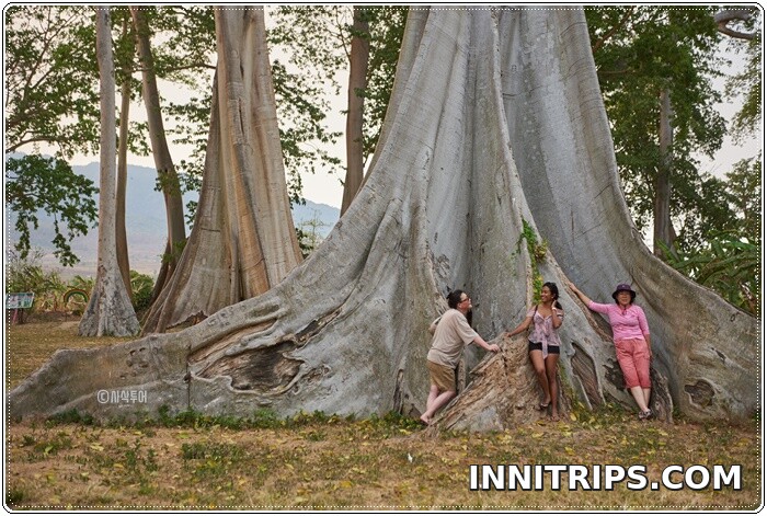 Return via the ancient-tree forest · photo 75