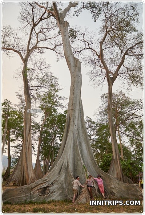 Return via the ancient-tree forest · photo 76