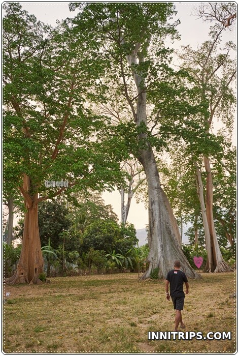 Return via the ancient-tree forest · photo 77
