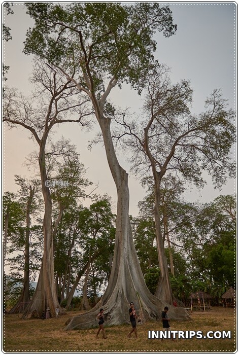 Return via the ancient-tree forest · photo 78