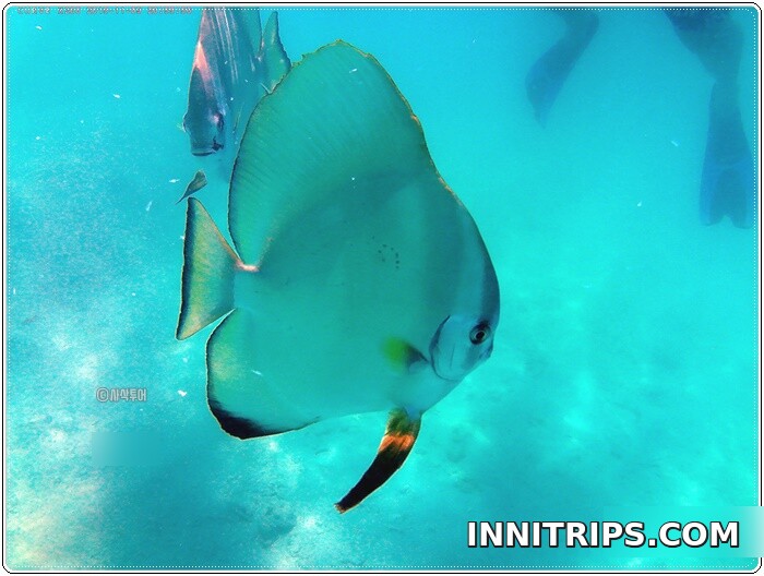 Snorkeling at Gili Nanggu — photo 5