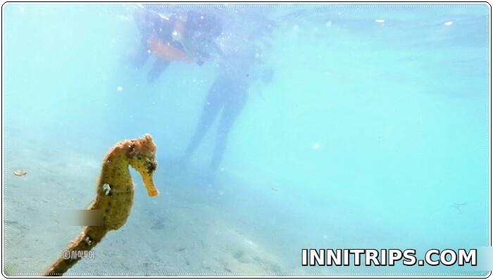 Snorkeling around Gili Sudak — photo 1