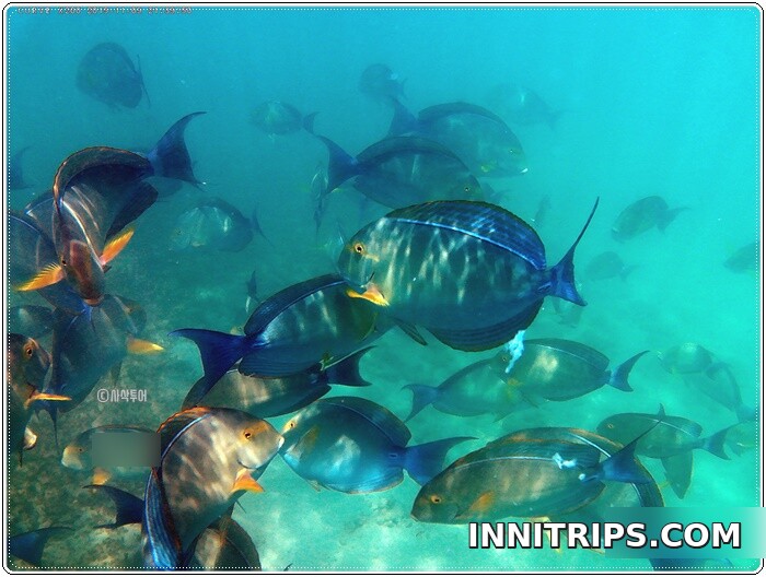 Snorkeling around Gili Sudak — photo 3