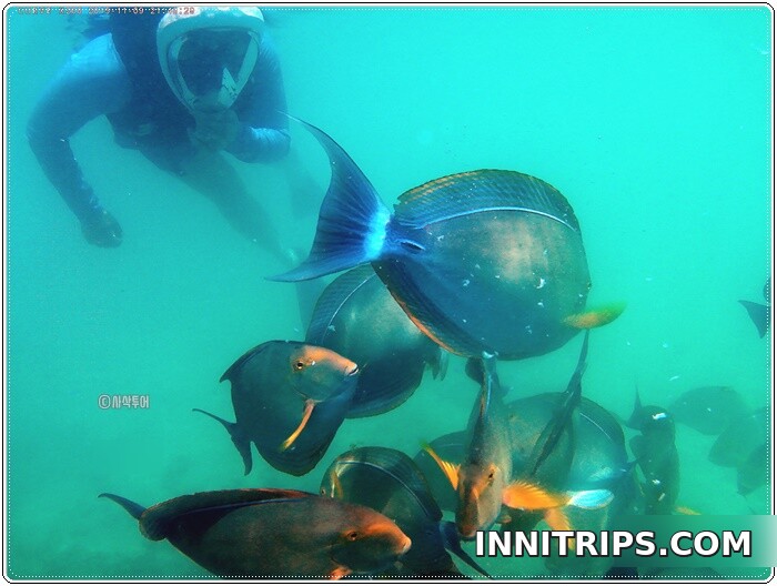 Snorkeling around Gili Sudak — photo 4