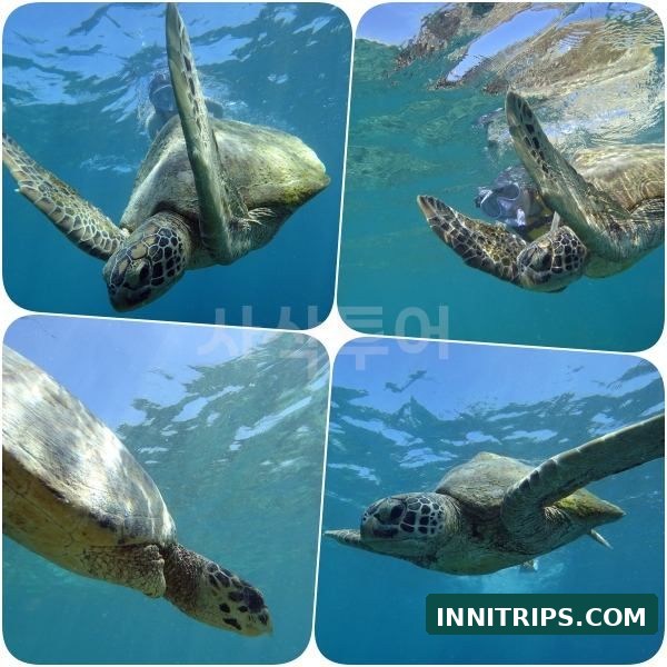 First stop · Turtle snorkeling · photo 16