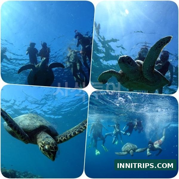 First stop · Turtle snorkeling · photo 18