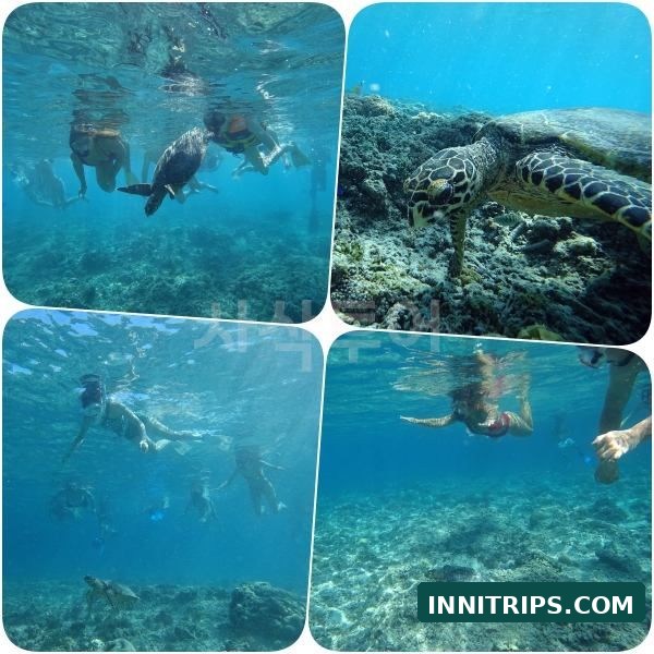 First stop · Turtle snorkeling · photo 21