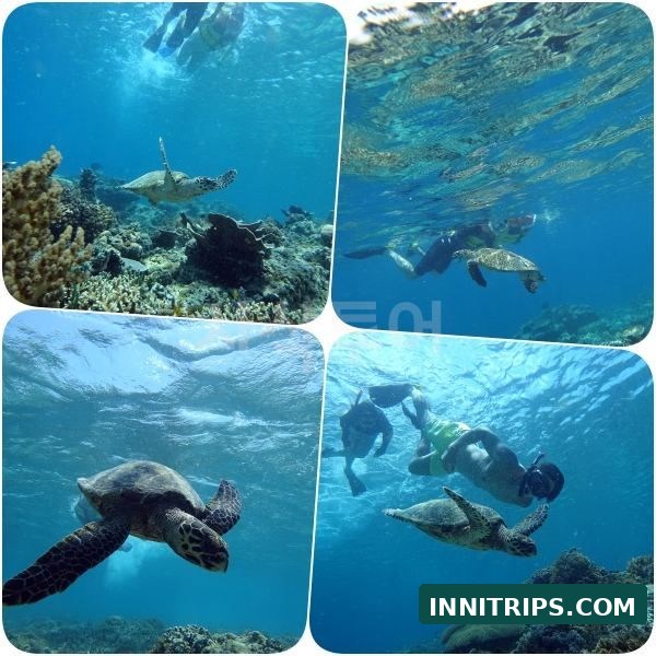 First stop · Turtle snorkeling · photo 23