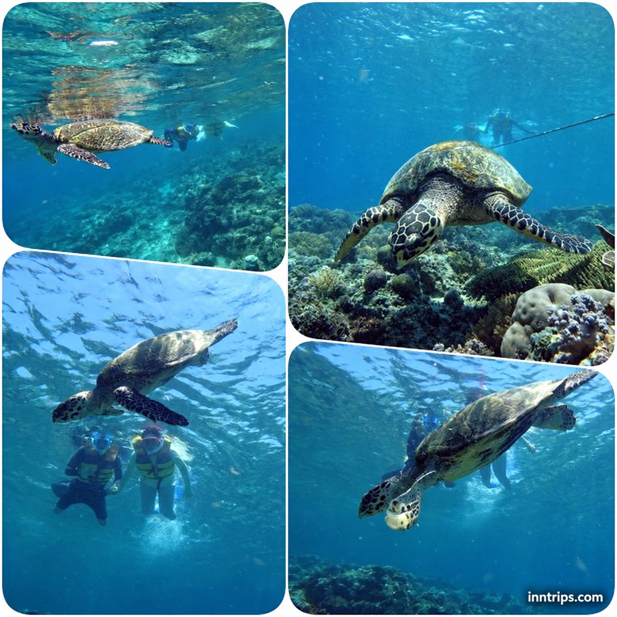Sea turtles swimming near snorkelers in the Gili Islands