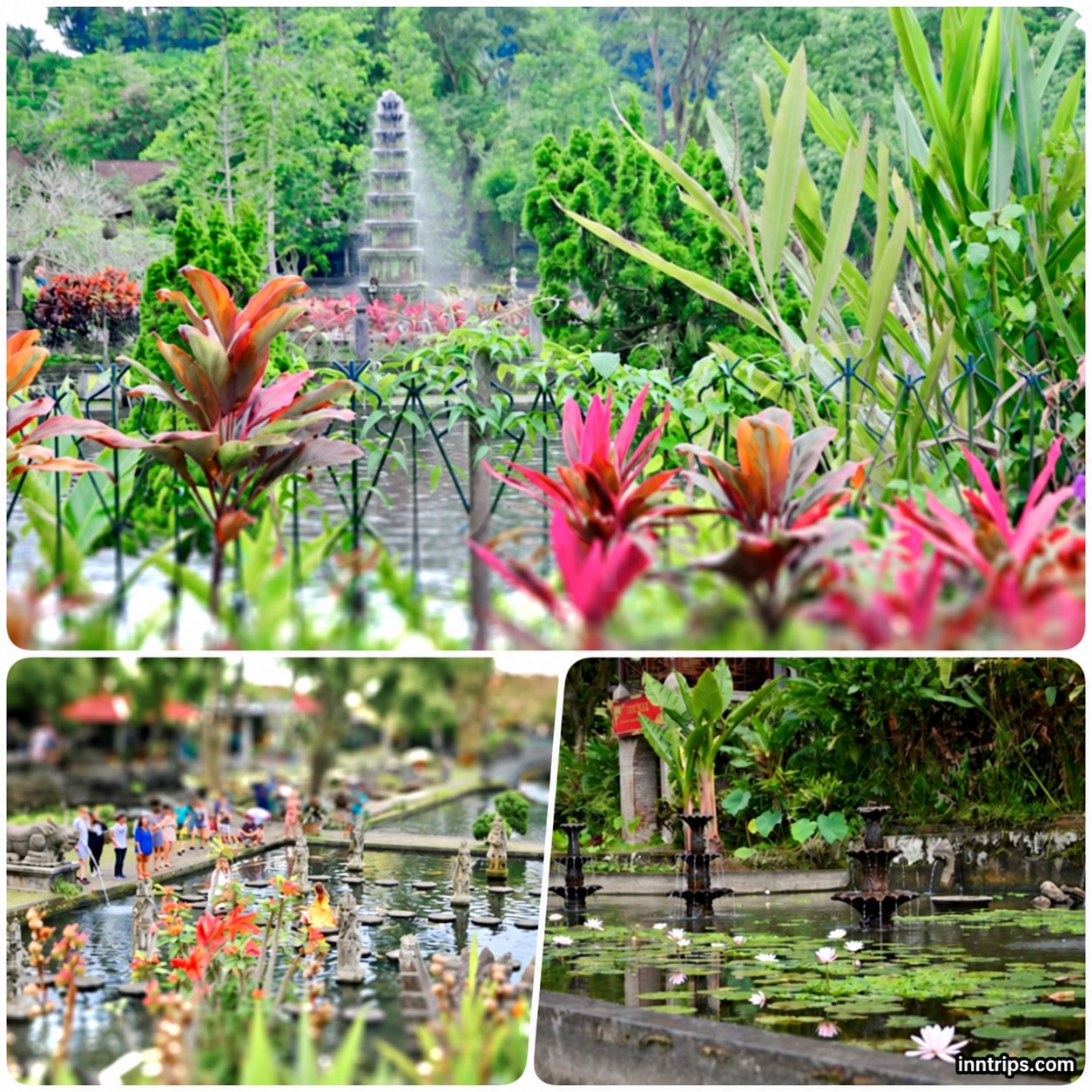 Water gardens and koi-filled pools