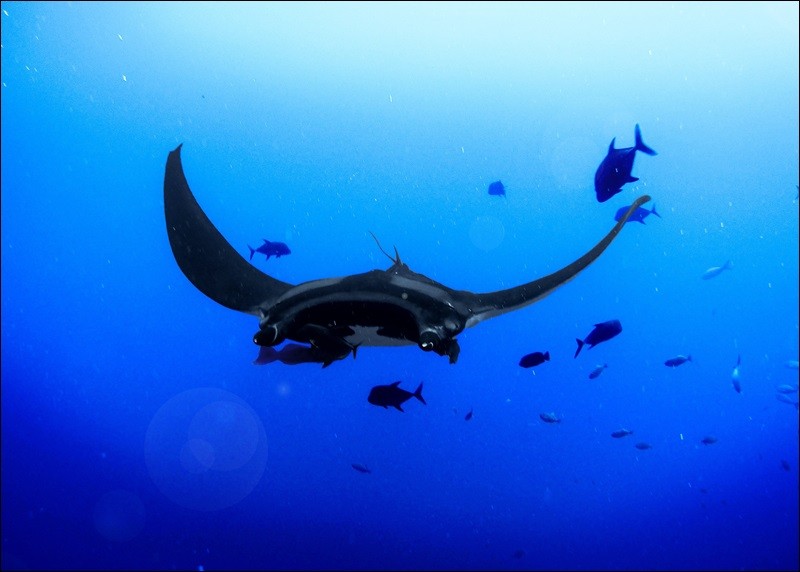 Look for mantas in their natural habitat