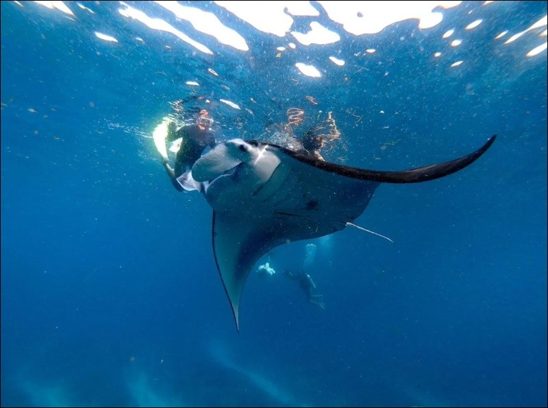 A manta seen on a previous visit — sightings vary