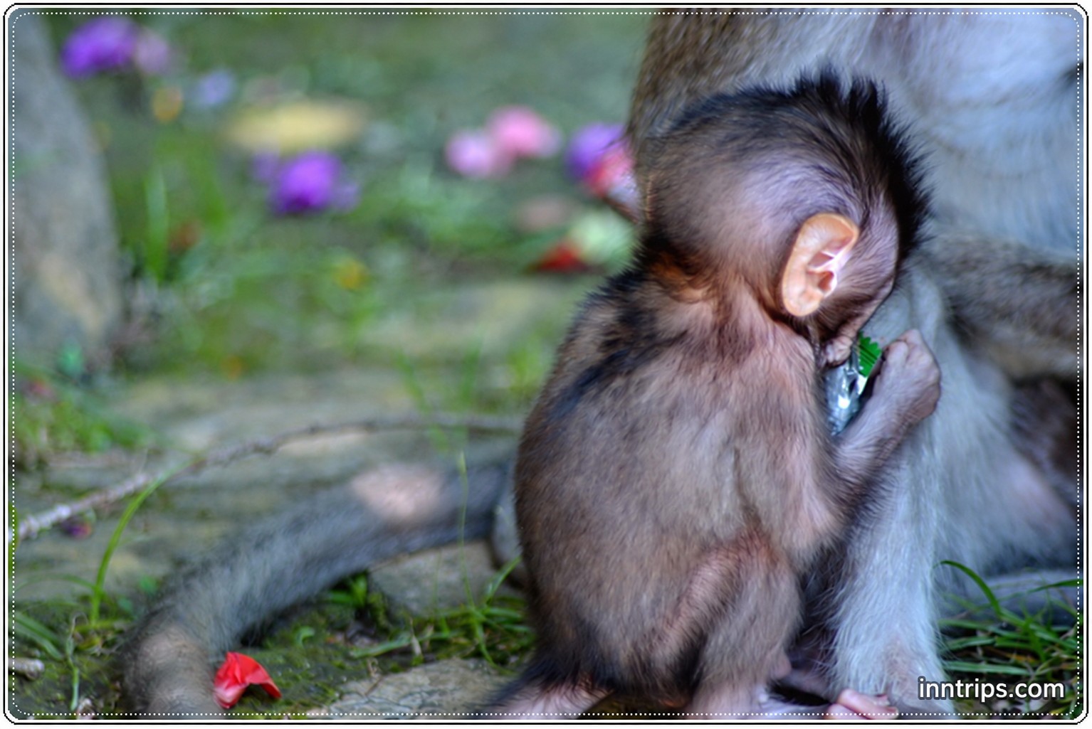 A closer look at the monkeys of Alas Kedaton