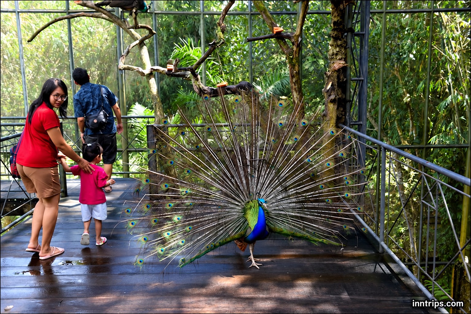 A peacock along the park walkway