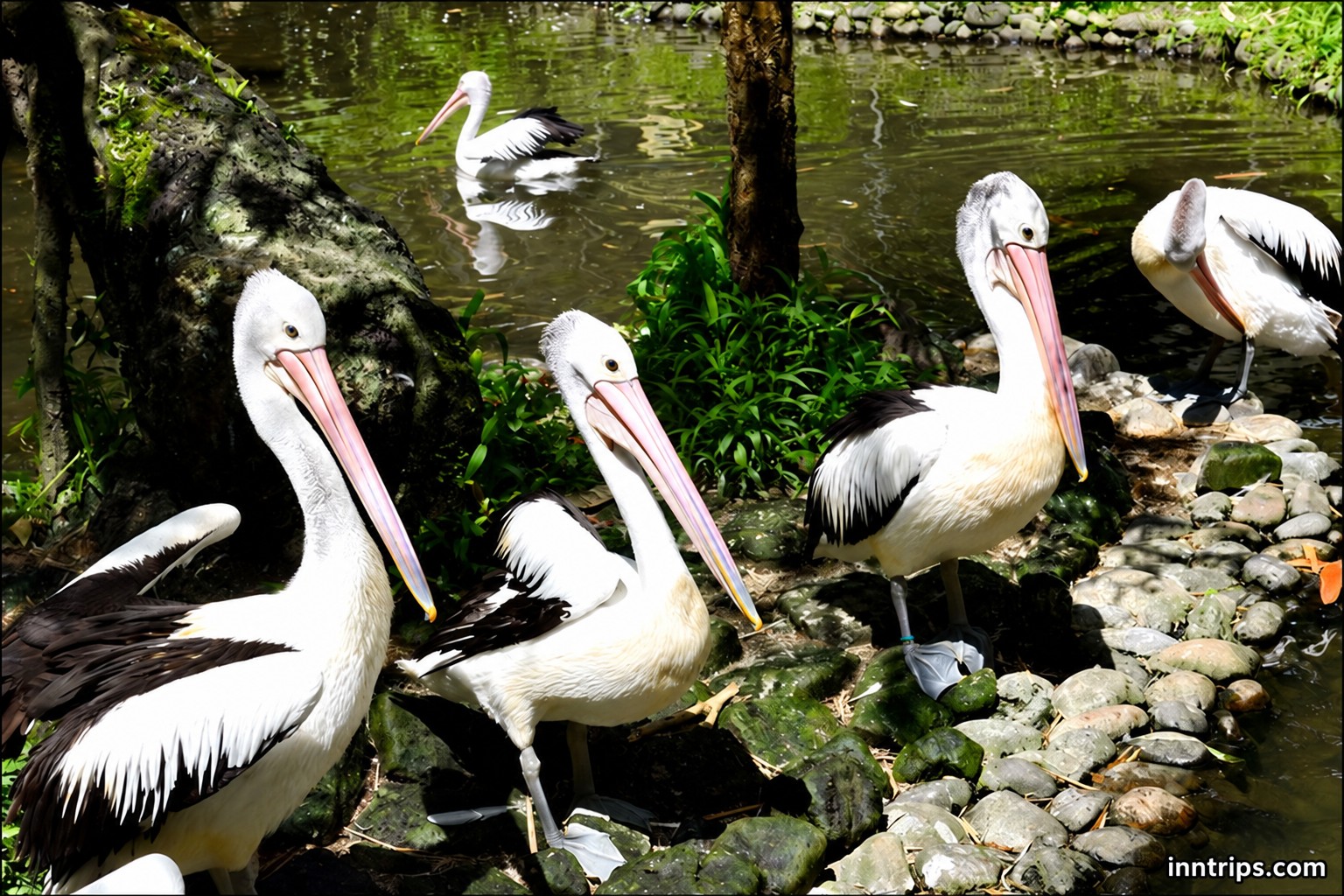Pelicans beside the water