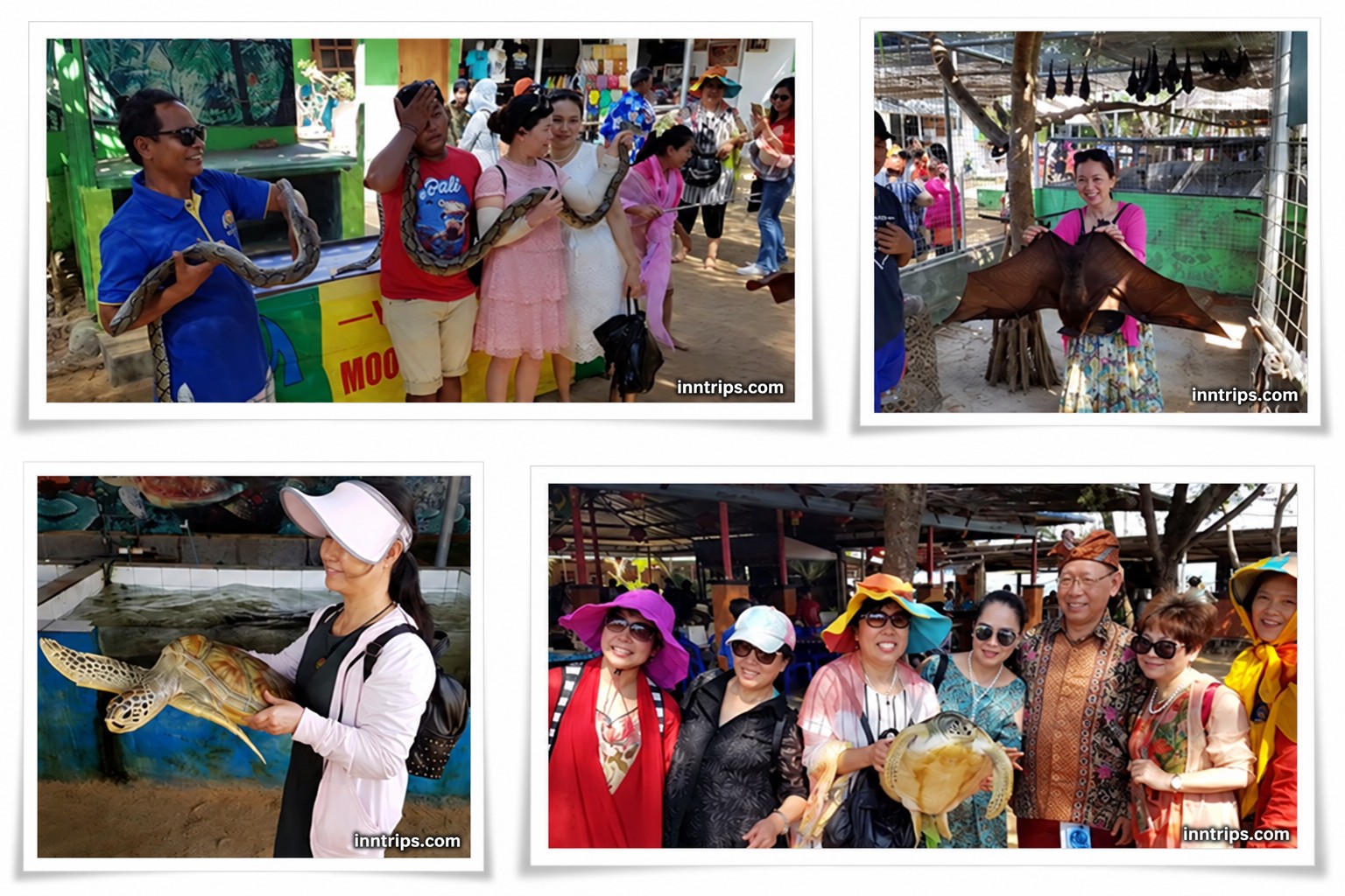 Scenes from previous visits to the Turtle Island animal area