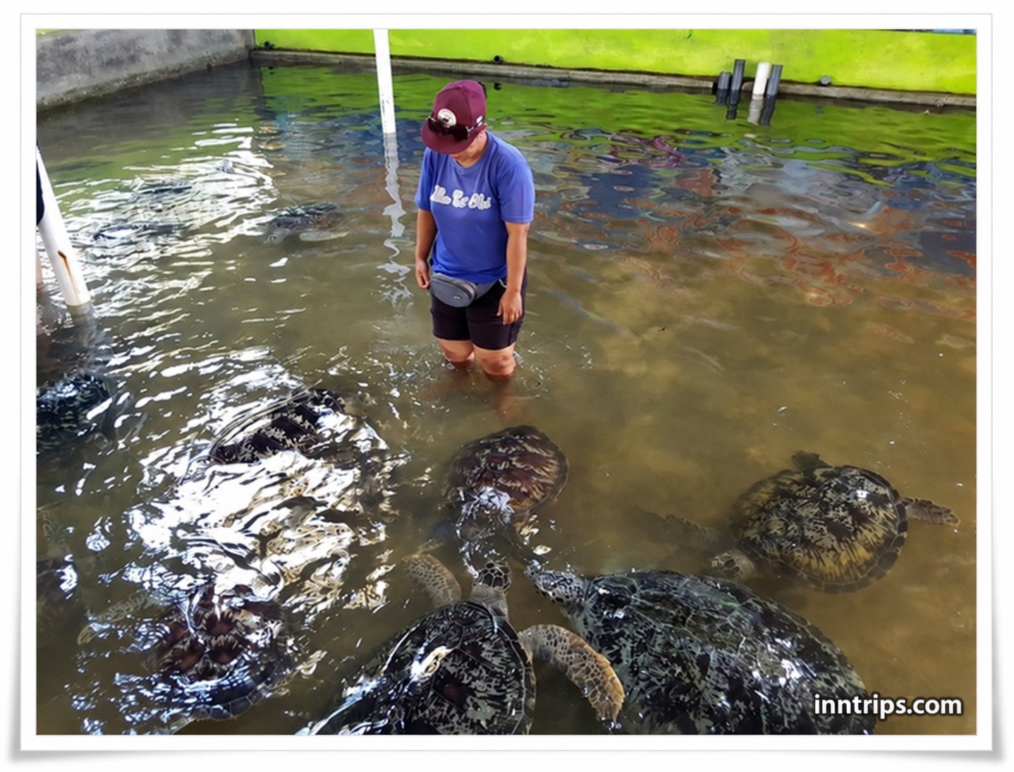 Visit the turtles and small animal area