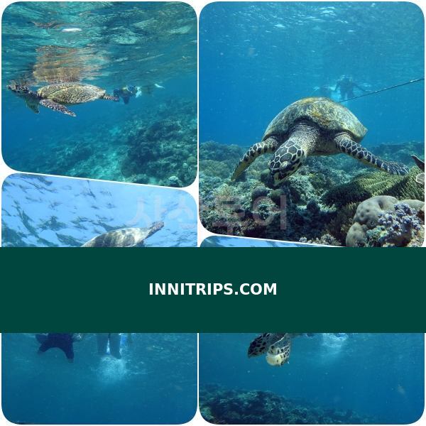 Turtle snorkeling point · photo 12