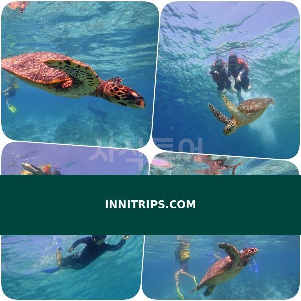 Turtle snorkeling point · photo 13