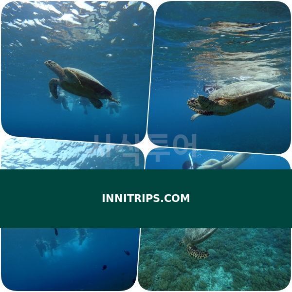 Turtle snorkeling point · photo 15