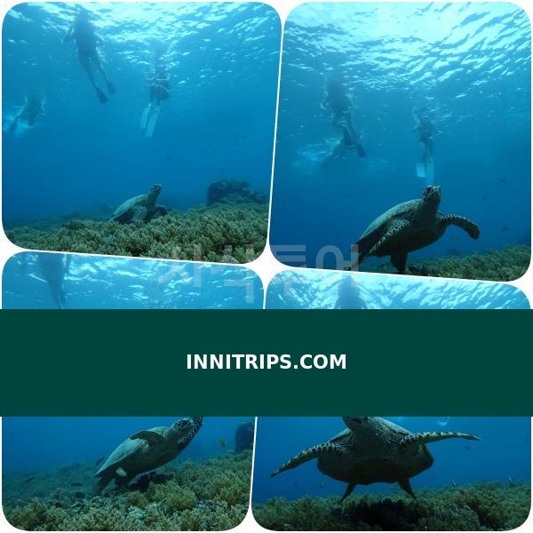 Turtle snorkeling point · photo 16