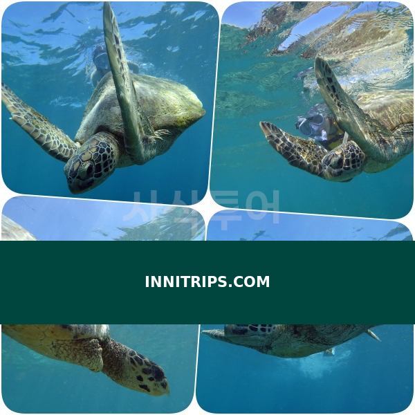 Turtle snorkeling point · photo 17